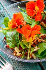 Nasturtium Orange Double Gleam Trailing Seeds