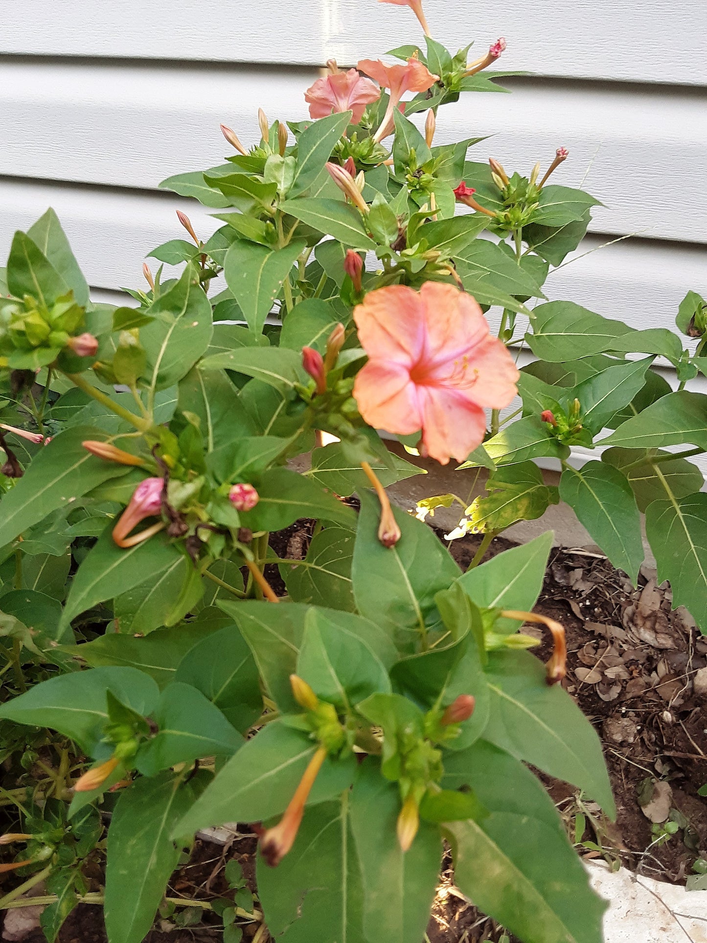 Four O' Clock, Peach Color Blooms