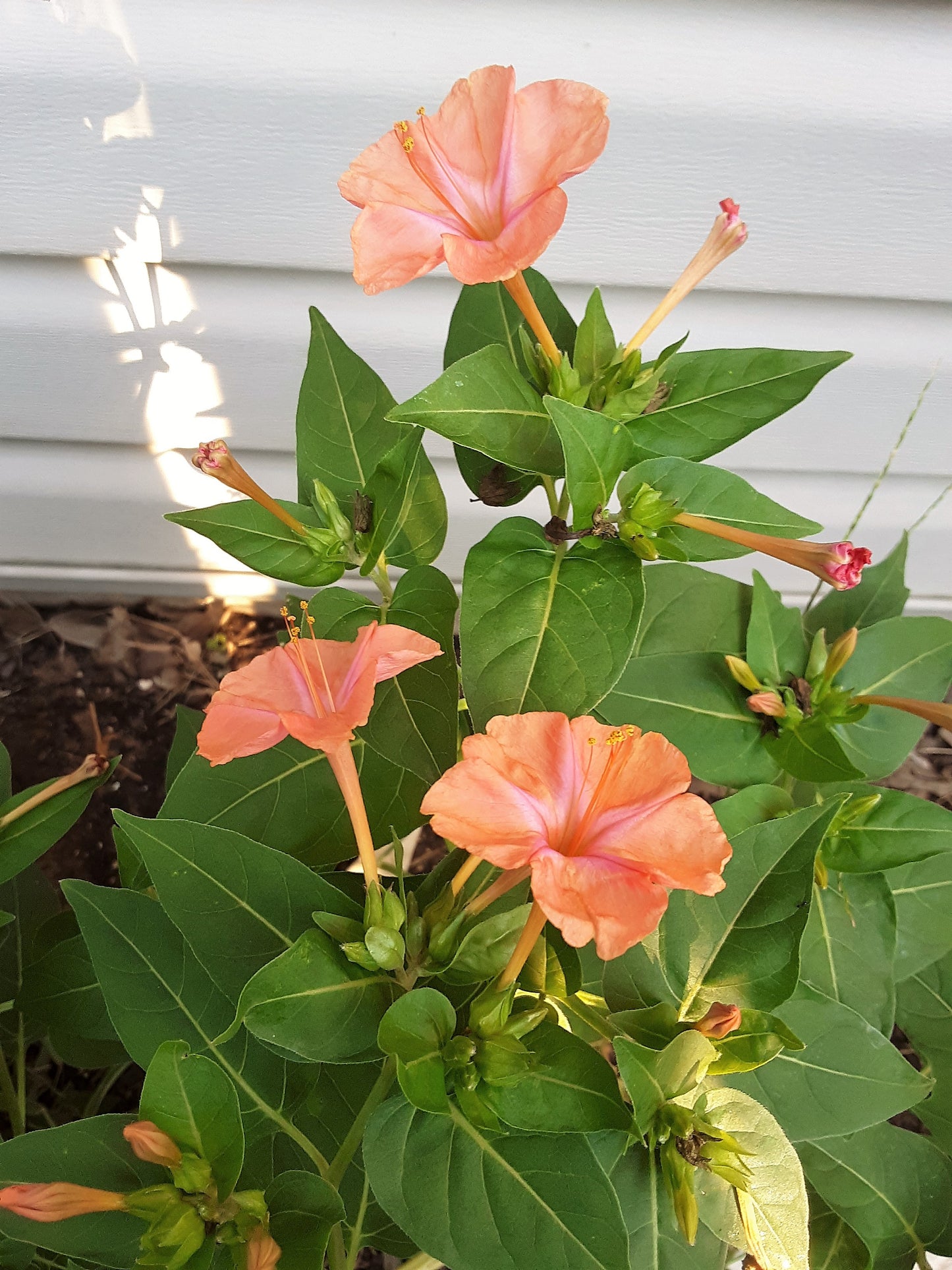 Four O' Clock, Peach Color Bloom