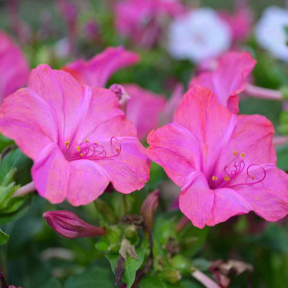 Four O Clock Old Fashioned Pink Flower Seeds
