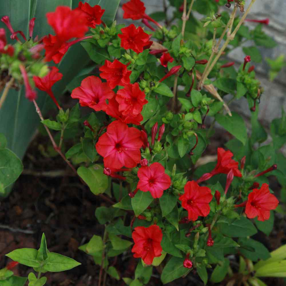 Four O Clock Red Bloom Seeds