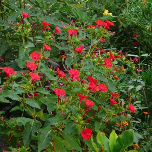 Four O Clock Red Bloom Seeds