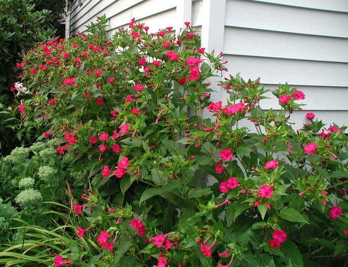 Four O Clock Red Bloom Seeds