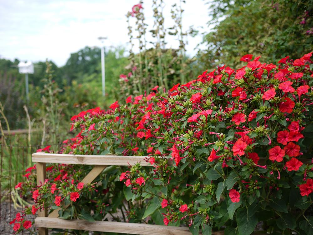 Four O Clock Red Bloom Seeds