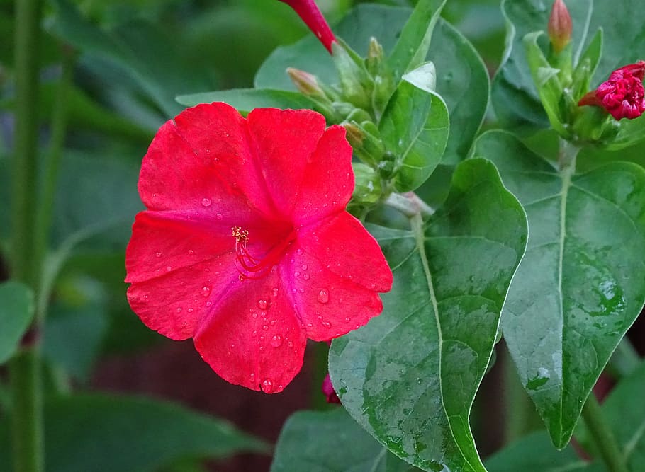 Four O Clock Red Bloom Seeds