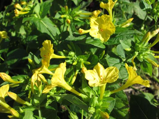 Four O Clock Vibrant Yellow Seeds