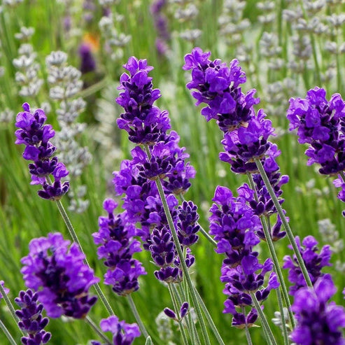 Lavender, English Lavender Seeds – Gran's Garden Seeds