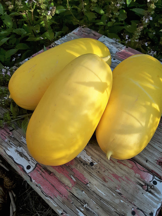 Melon, Canary Melon Seeds