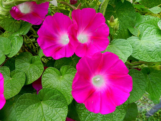 Morning Glory Crimson Rambler Heirloom Seeds