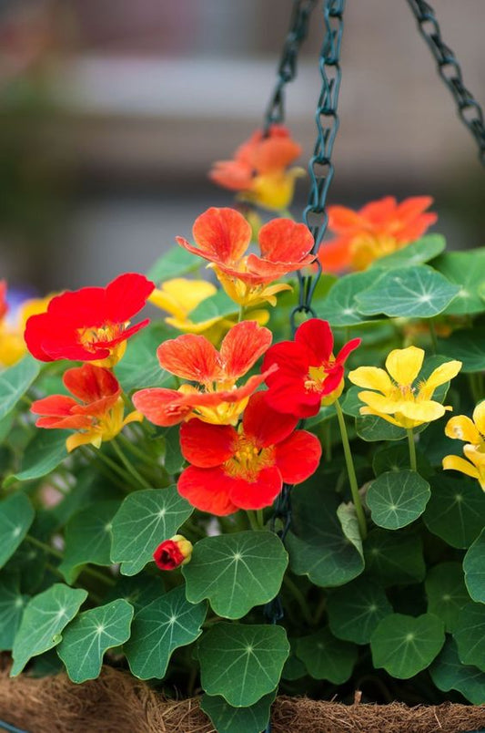 Nasturtium Spitfire Seeds, Tropaeolum Majus