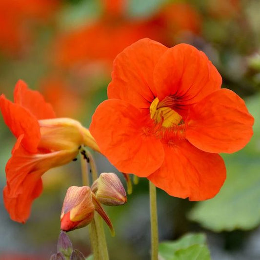 Nasturtium Orange Double Gleam Trailing Seeds