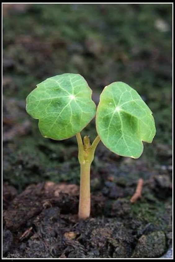 Nasturtium Orange Double Gleam Trailing Seeds