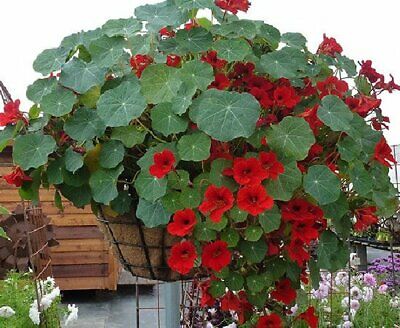 Nasturtium Empress of India Red Flower Seeds