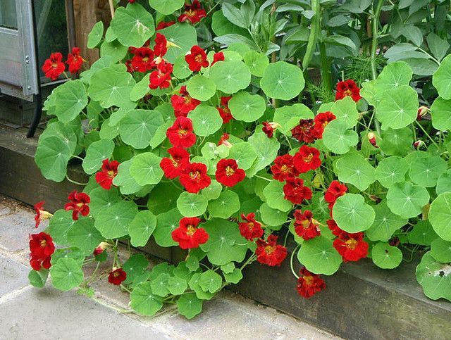 Nasturtium Empress of India Red Flower Seeds