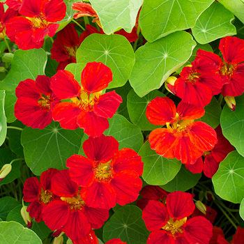 Nasturtium Double Gleam Mahogany Seeds