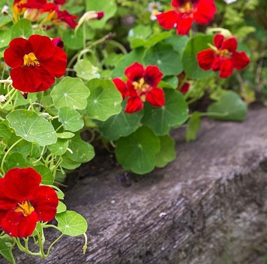 Nasturtium Double Gleam Mahogany Seeds