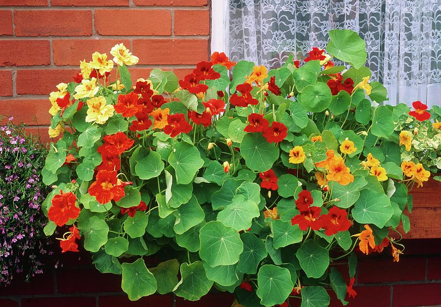 Nasturtium Double Gleam Mahogany Seeds