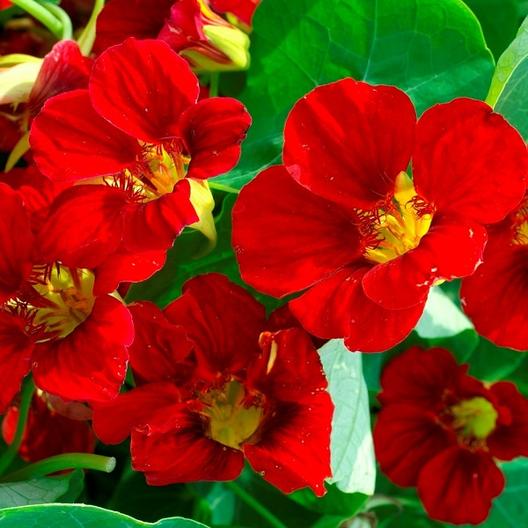 Nasturtium Double Gleam Mahogany Seeds