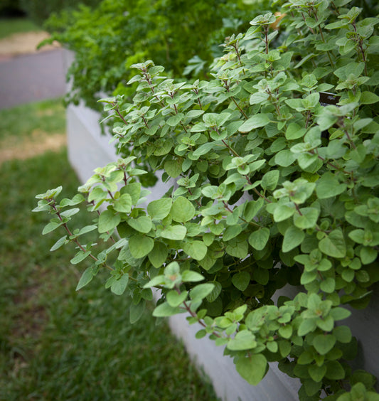 Oregano Greek Herb Seeds