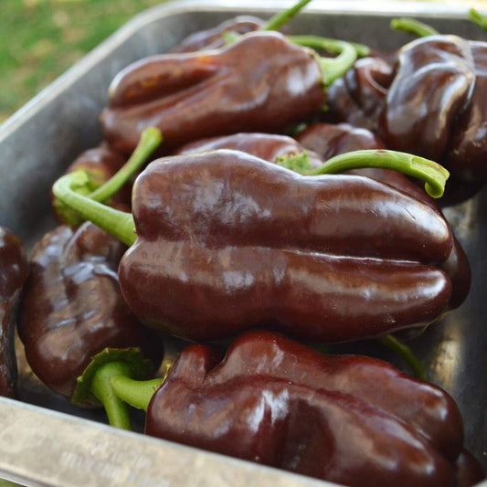 Pepper Seeds, Organic Chocolate Pepper Seeds