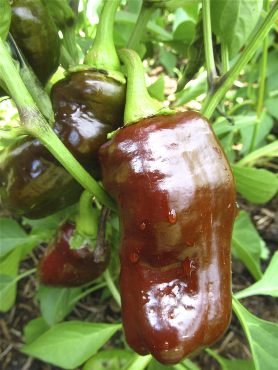 Pepper Seeds, Organic Chocolate Pepper Seeds