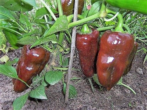 Pepper Seeds, Organic Chocolate Pepper Seeds