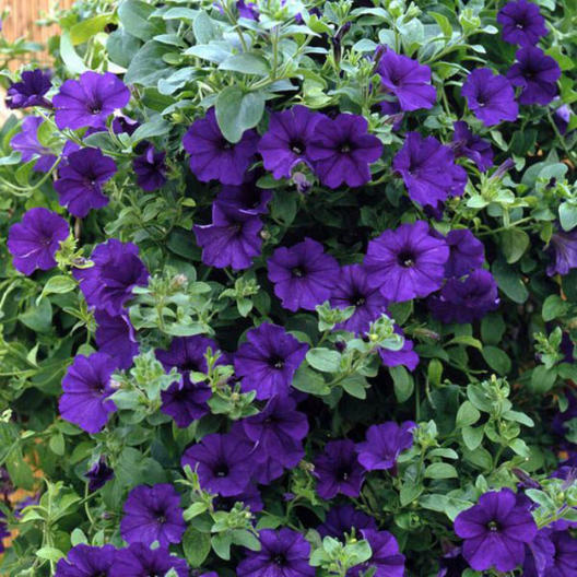 Petunia Alderman Seeds, Nana Compacta