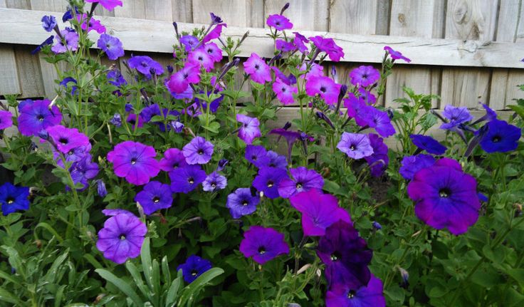 Petunia Alderman Seeds, Nana Compacta