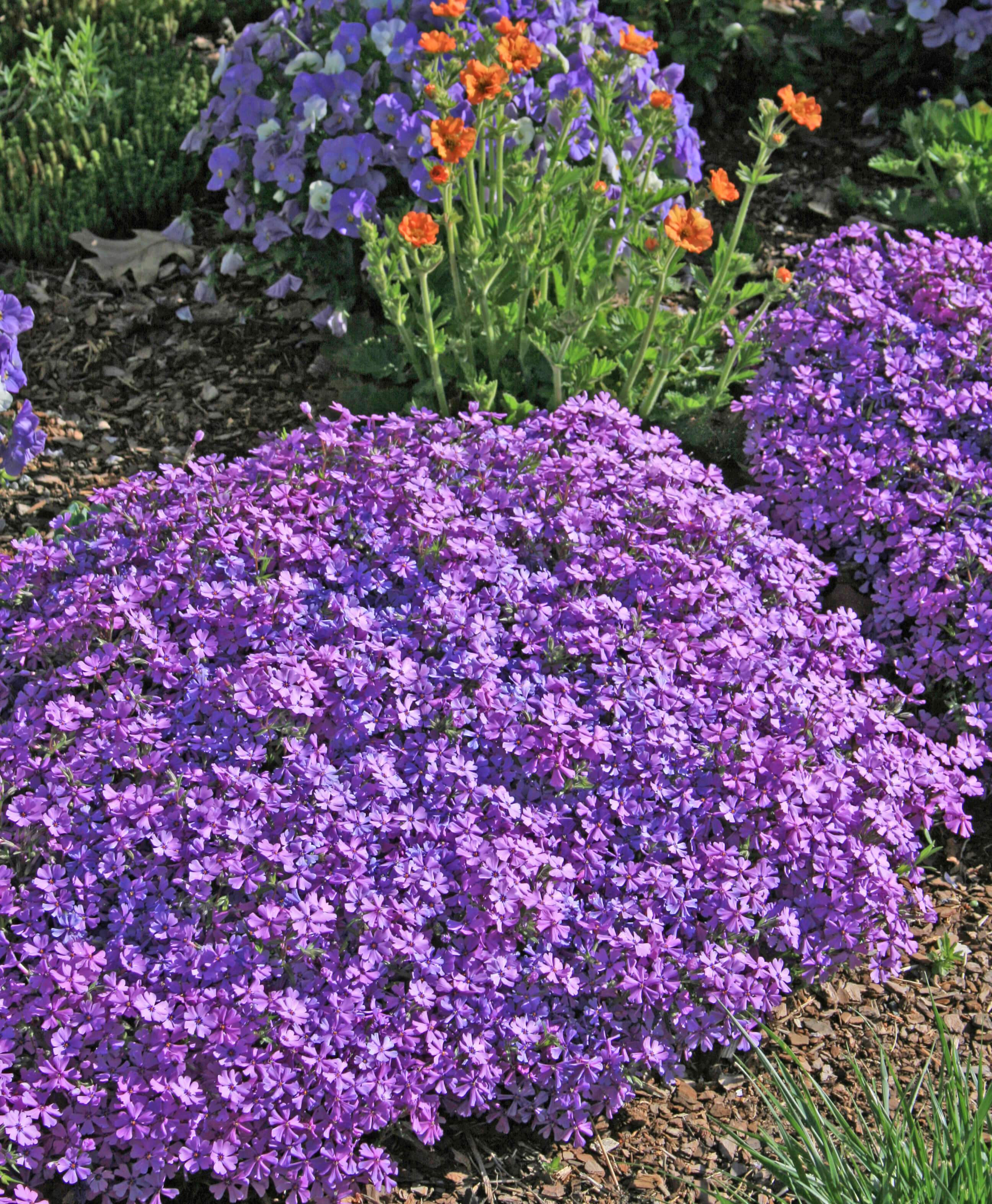 Phlox Seeds, Blue Phlox Drummondii – Gran's Garden Seeds