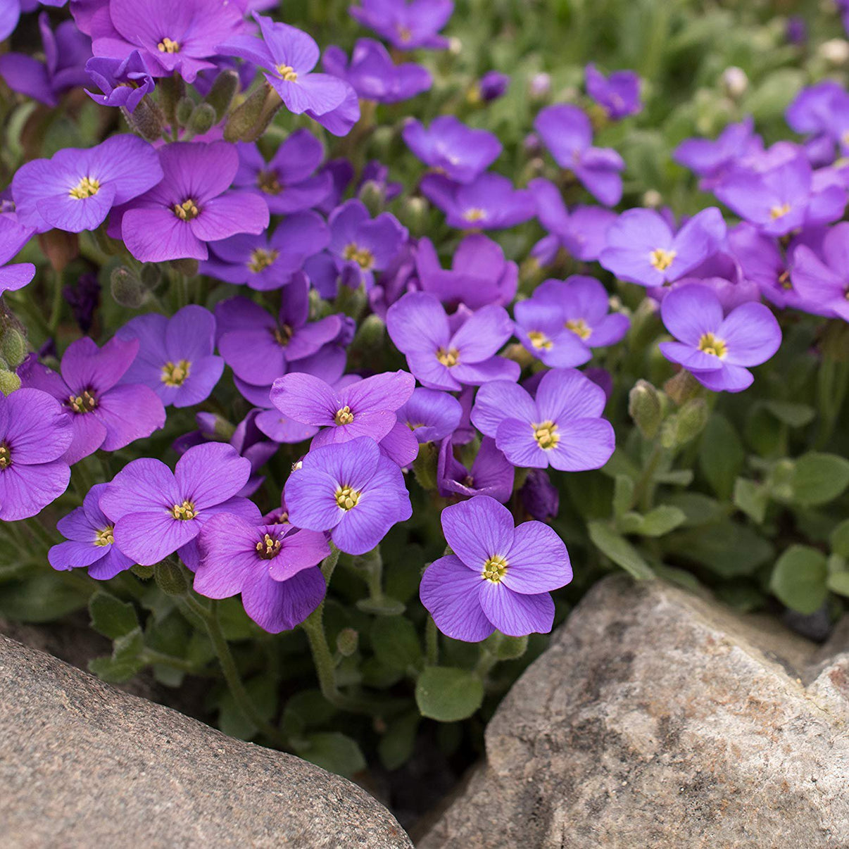 Phlox Seeds, Blue Phlox Drummondii – Gran's Garden Seeds