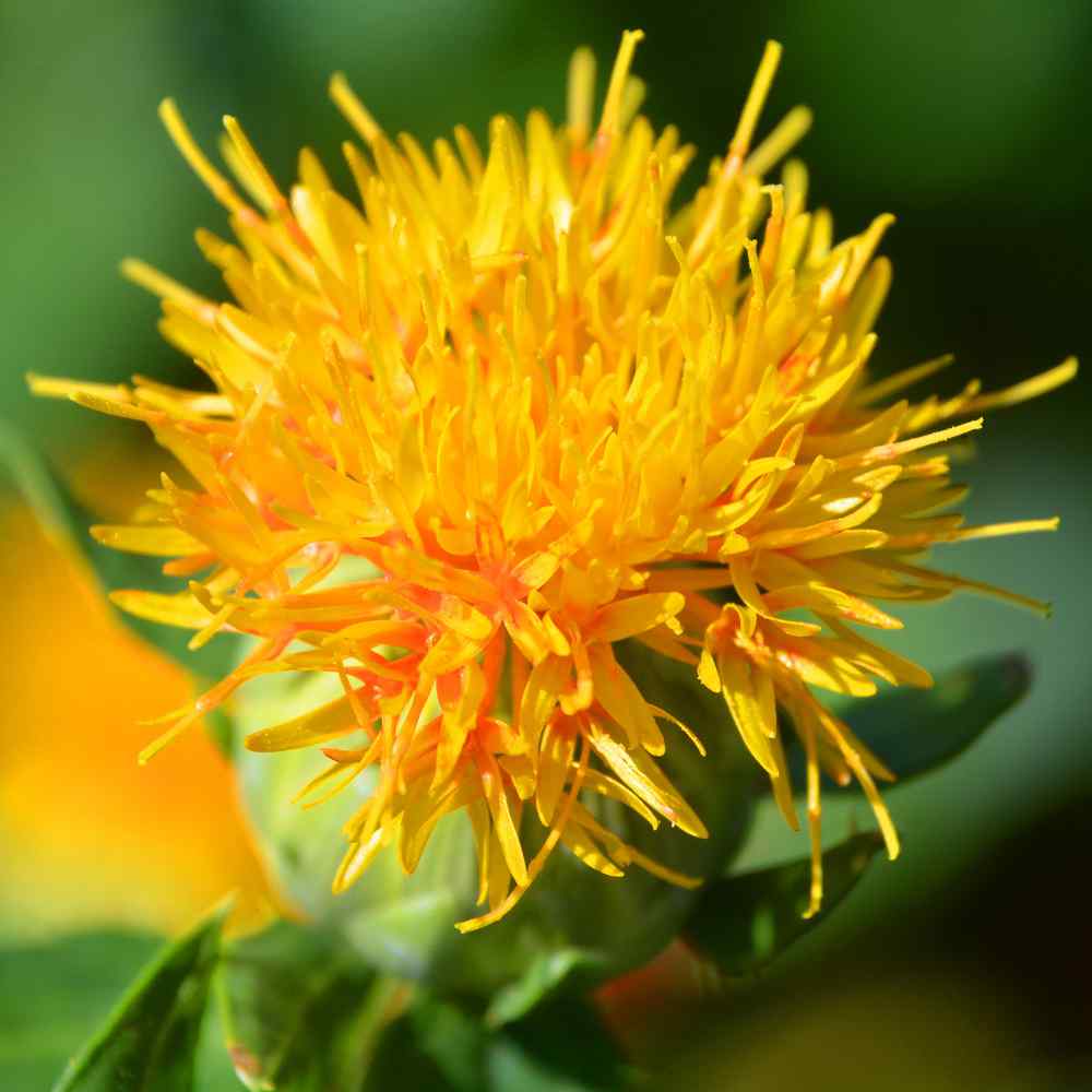Safflower Growing From Seed  Grow Safflower Plant At Home