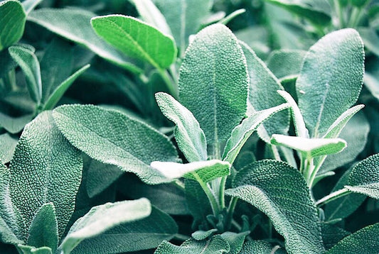 Sage Broadleaf Herb Seeds