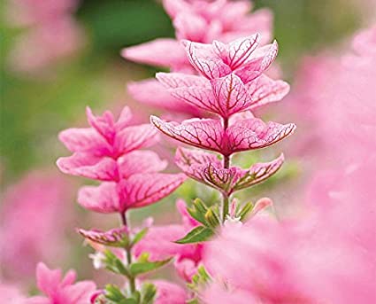 Salvia Pink Sunday Seeds