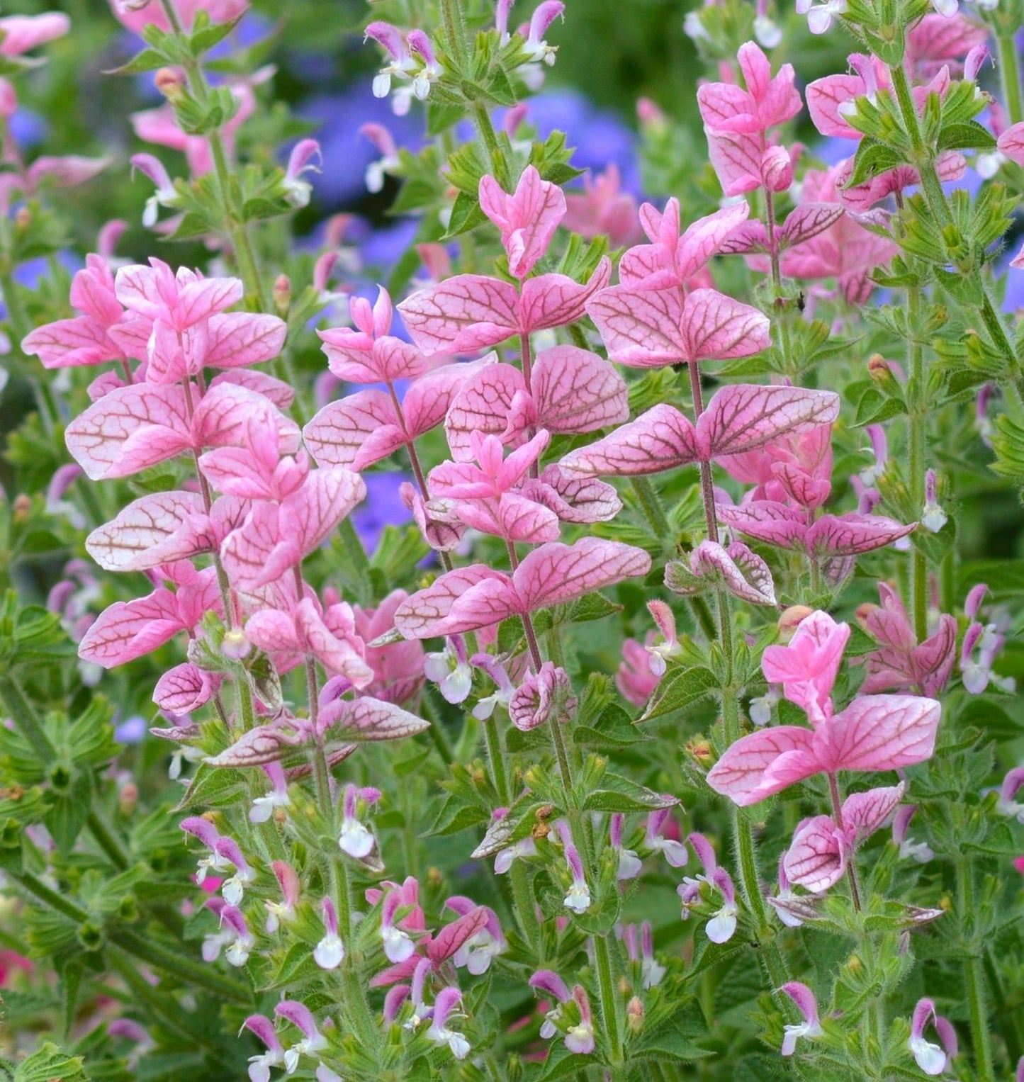 Salvia Pink Sunday Seeds