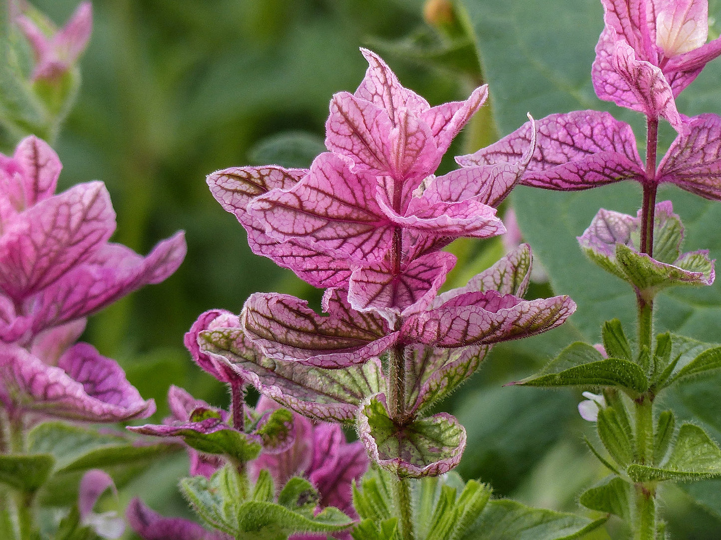 Salvia Pink Sunday Seeds