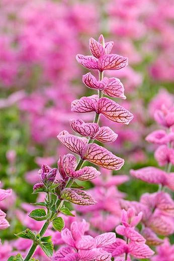 Salvia Pink Sunday Seeds