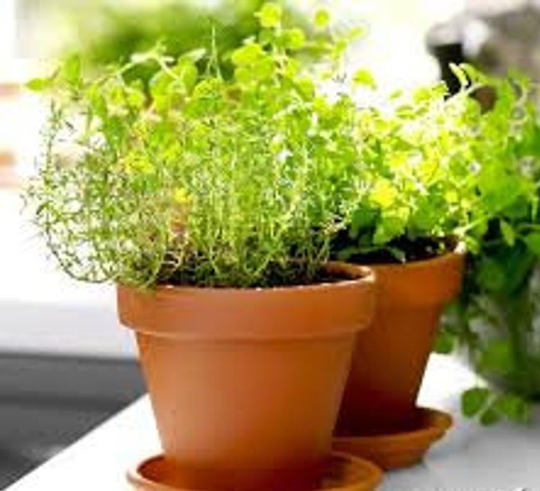 Thyme Herb Seeds