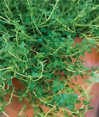 Thyme Herb Seeds