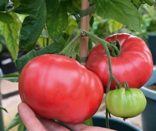 Tomato Seeds, Classic Red Beefsteak Tomato