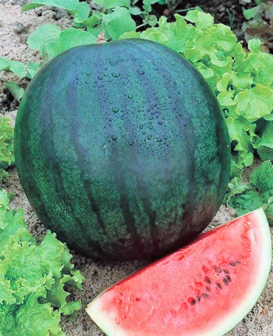 Watermelon, Sugar Baby Watermelon Seeds