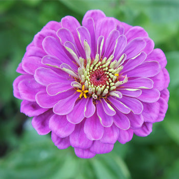 Zinnia Purple Queen Flower Seeds