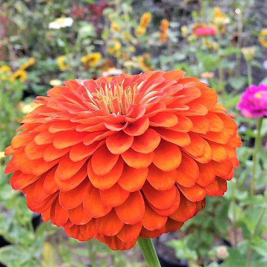 Zinnia Sun Orange Bloom Seeds